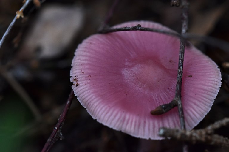 purple mushrooms pl 2.jpg