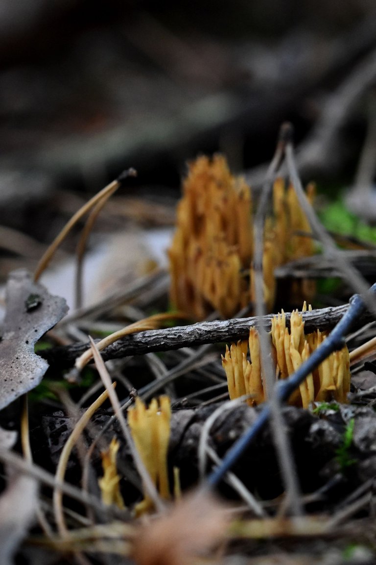 Ramaria yellow mushrooms pl 11.jpg