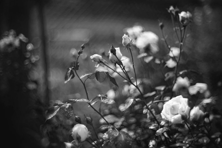 white roses garden pl biotar bw 3.jpg