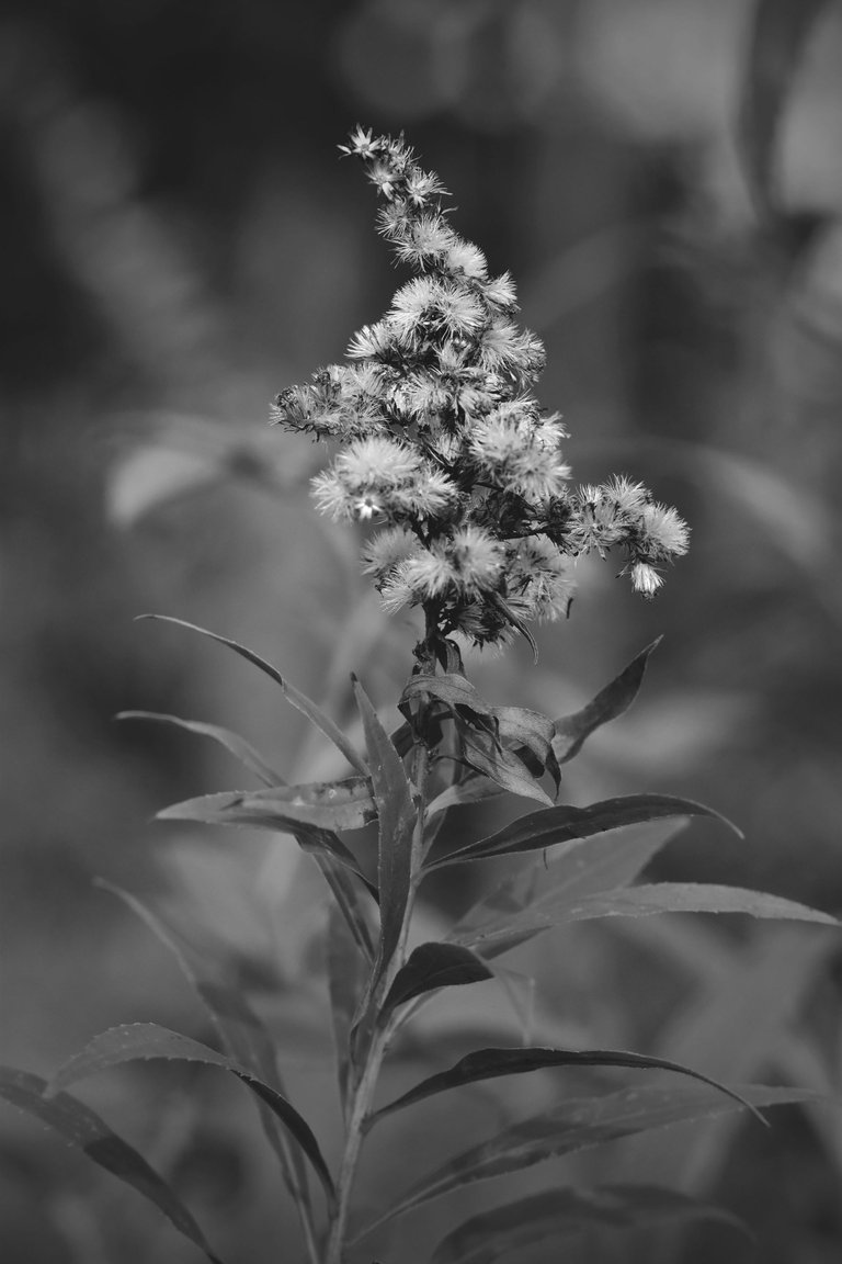 fluffy seeds garden bw 2.jpg