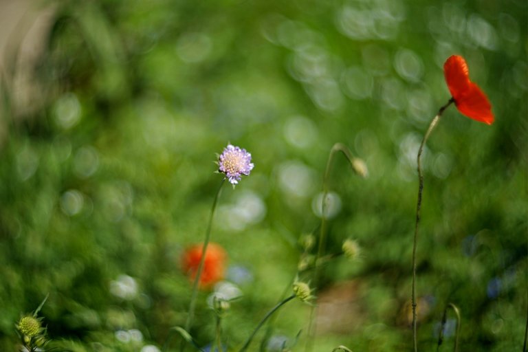 poppy helios bokeh pl 1.jpg