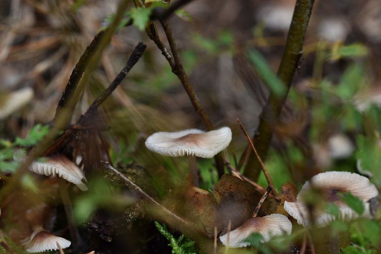 white daisy mushrooms pl 4.jpg