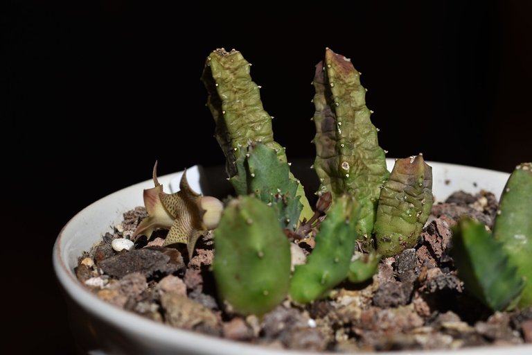 Huernia thuretii flower 2024 8.jpg