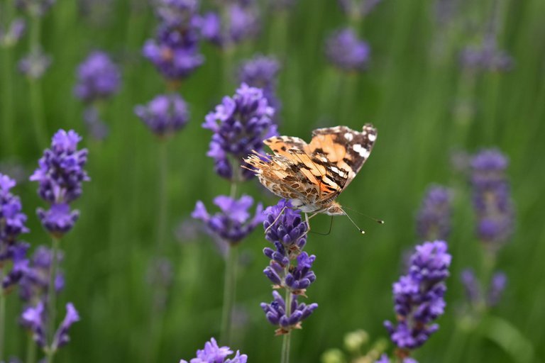 Painted lady butterfly damaged 5.jpg