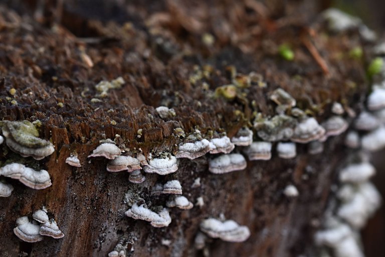 mushrooms stump pl 1.jpg