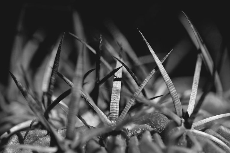 Stenocactus Echinofossulocactus 2022 bw 7.jpg