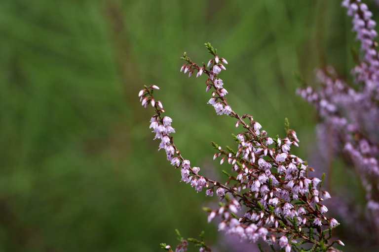 heather flowers october 8.jpg