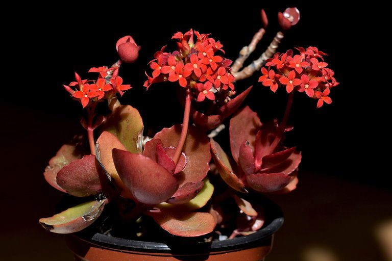 kalanchoe blossfeldiana 2023 6.jpg