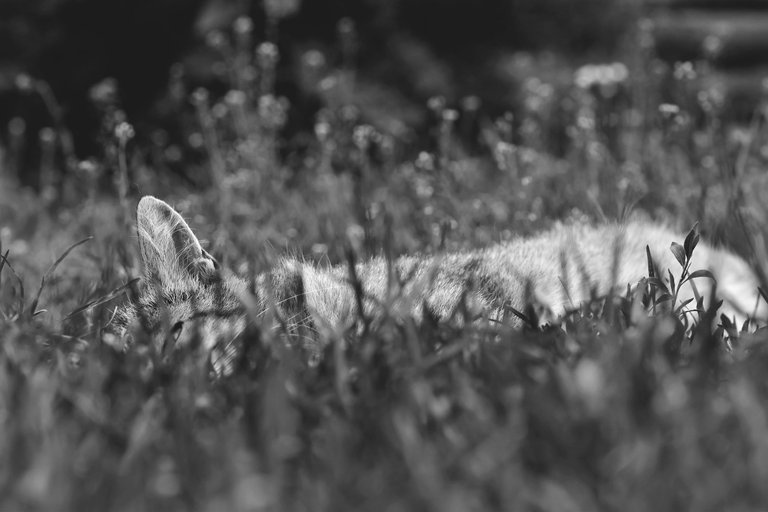 tabby kitty grass 5.jpg