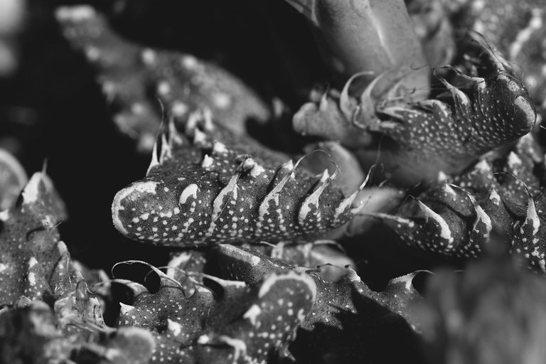 Faucaria tuberculosa spots bw 6.jpg