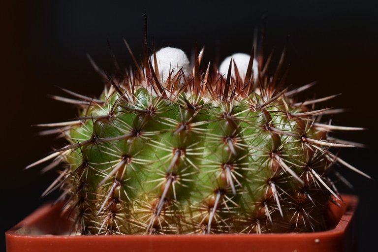 Notocactus mueller-melchersii buds 2021 1.jpg