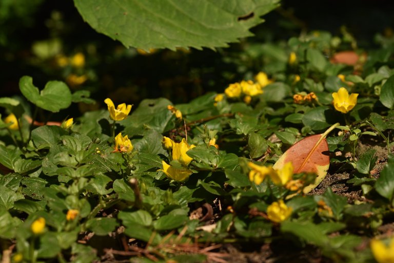 Lysimachia nummularia yellow flowers 8.jpg