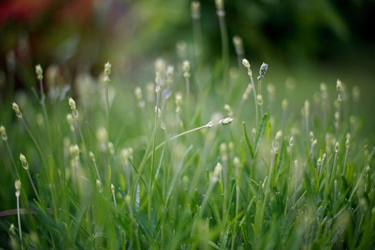 young lavender takumar.jpg