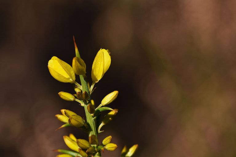 Gorse bush ulex buds 1.jpg