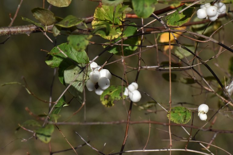 Snowball berries 10.jpg