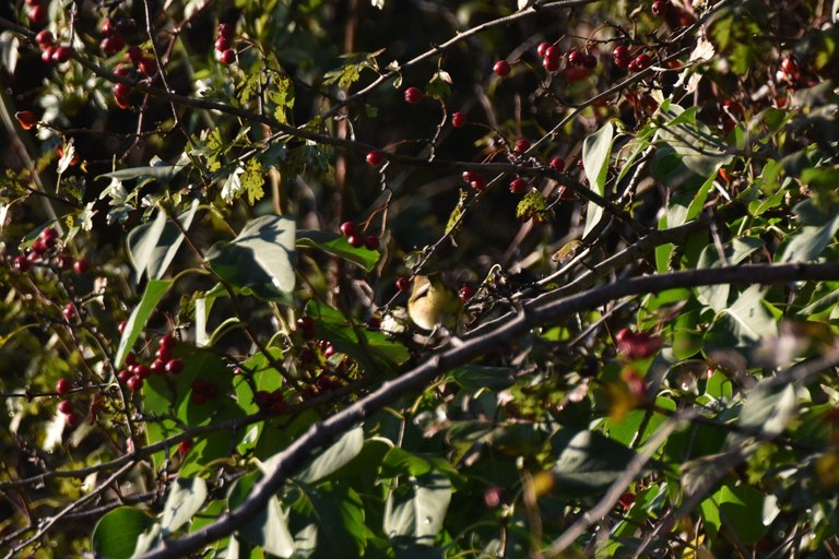 Common chiffchaff birds pl 10.jpg