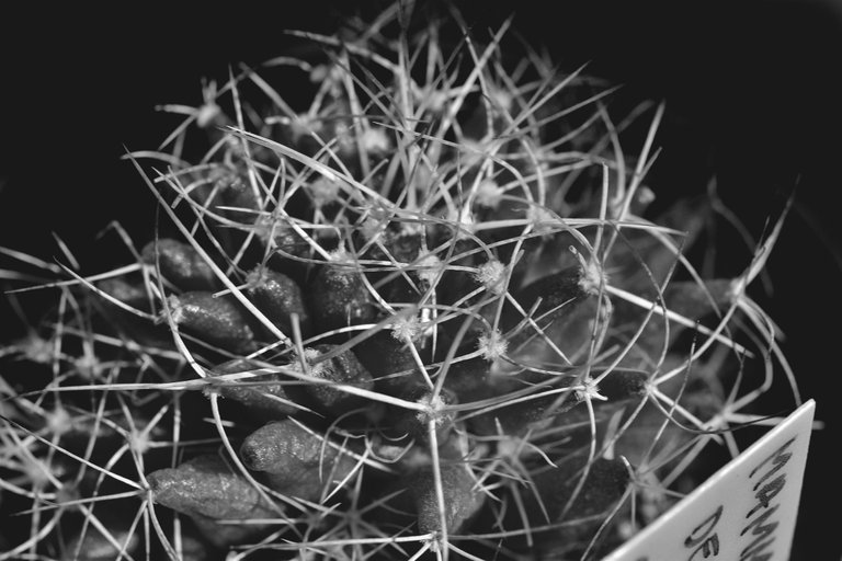 mammillaria decipiens bw.jpg