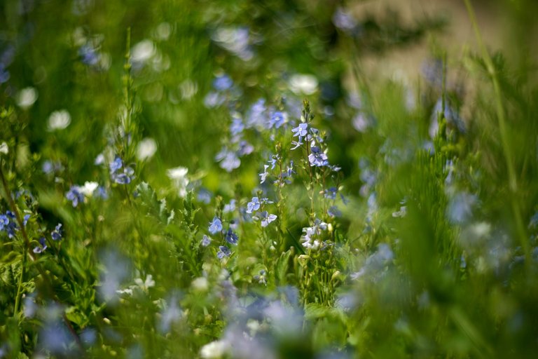 velonica flower helios bokeh pl 1.jpg