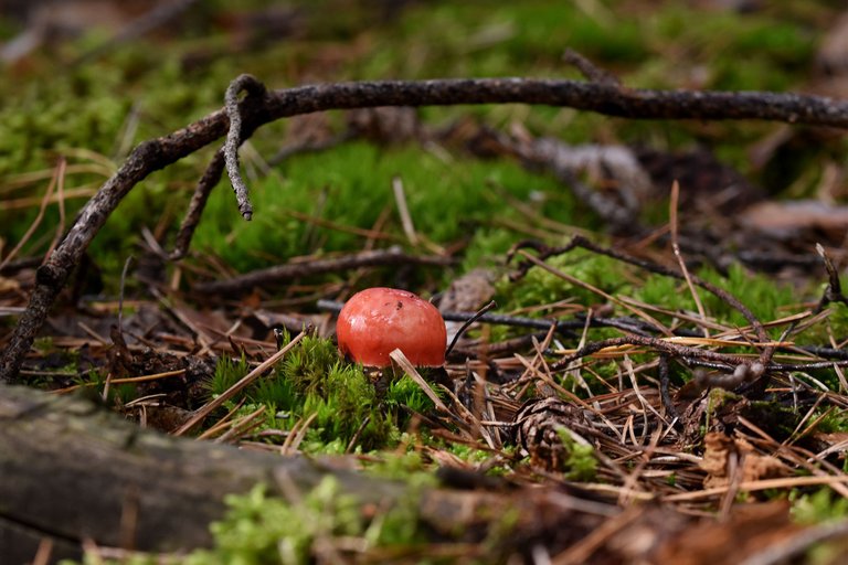 Red russula mushrooms pl 1.jpg