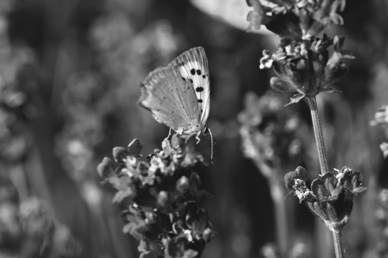 butterfly lavender bw 3.jpg