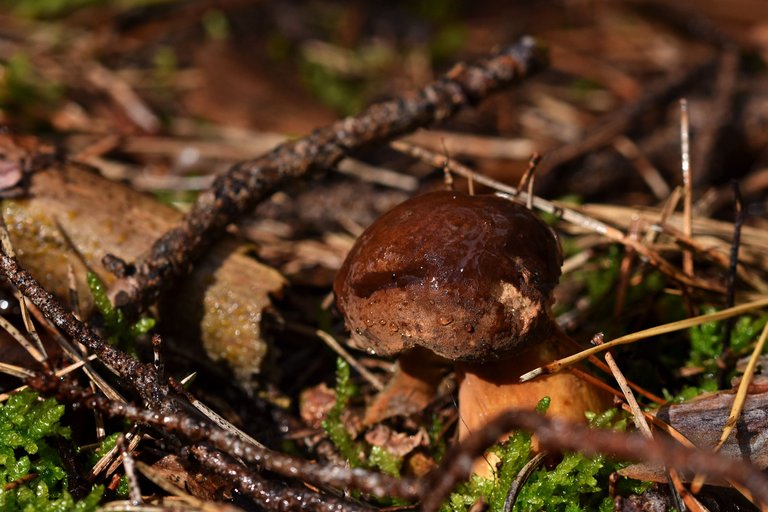 boletus mushroom pl 8.jpg