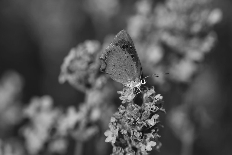 butterfly lavender bw 5.jpg