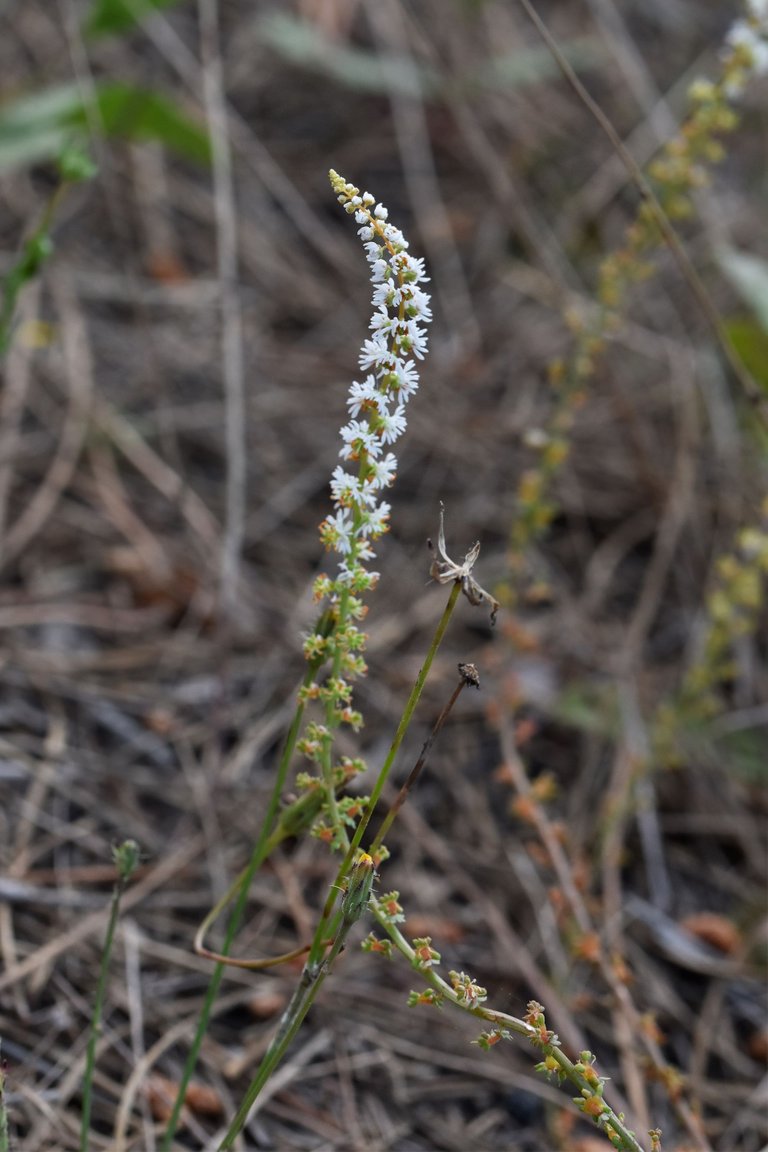 Sesamoides purpurascens wildflower 1.jpg