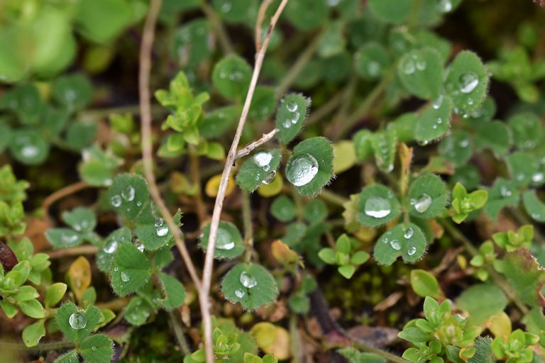 clover leaf raindrops 6.jpg