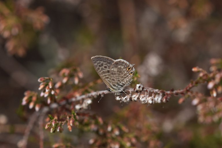 Marine Blue butterfly heather 5.jpg