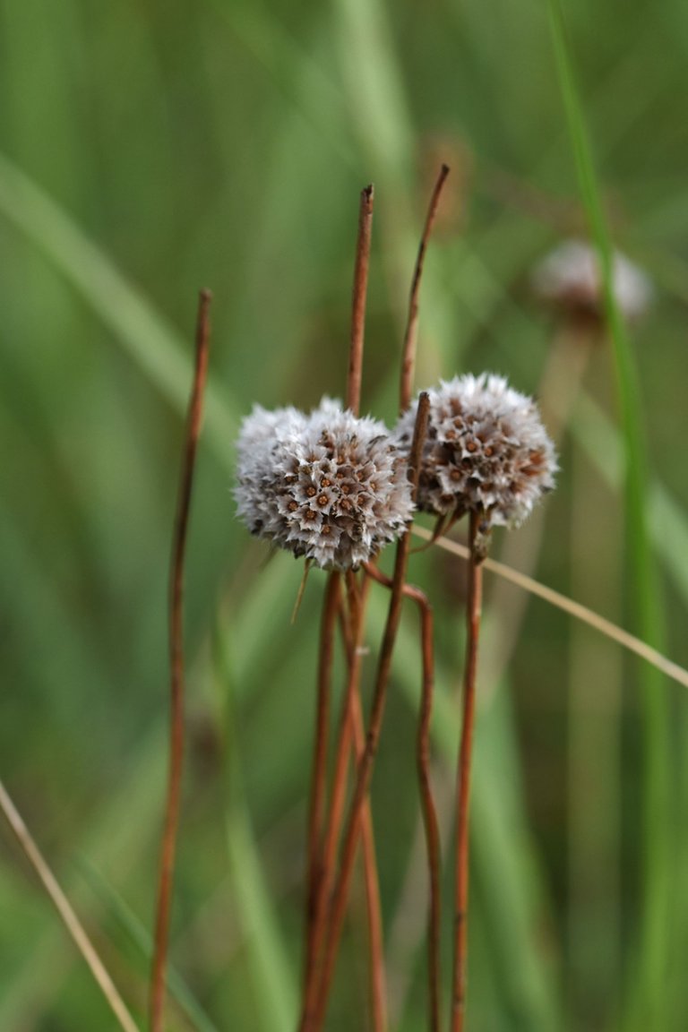 sea thrift pl 5.jpg