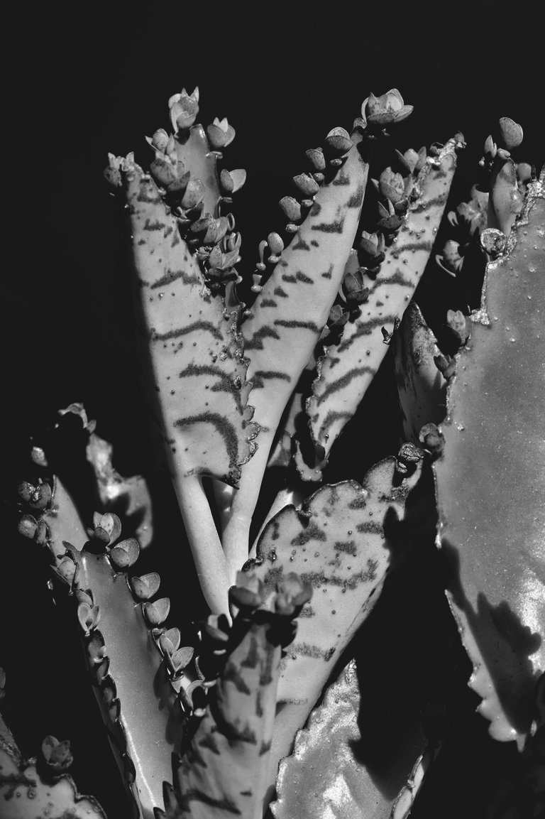 kalanchoe daigremontiana leaves bw 2.jpg