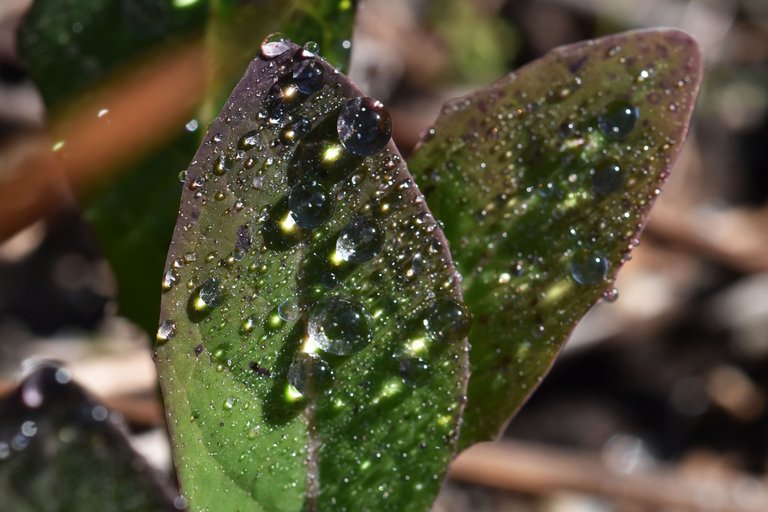 waterdrops leaf macro 1.jpg