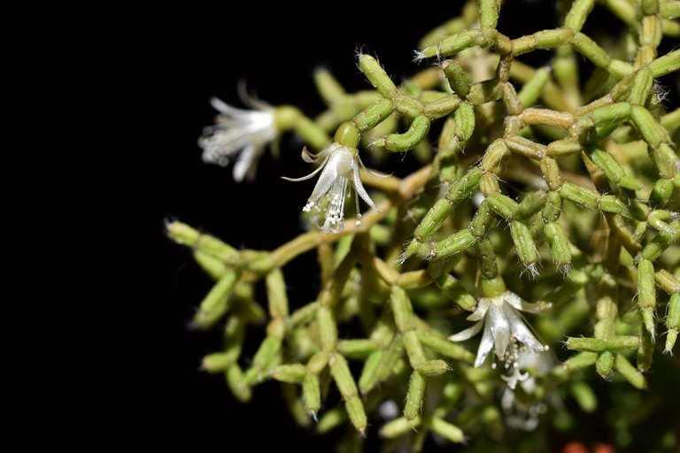 Rhipsalis pilocarpa bloom 2023 8.jpg