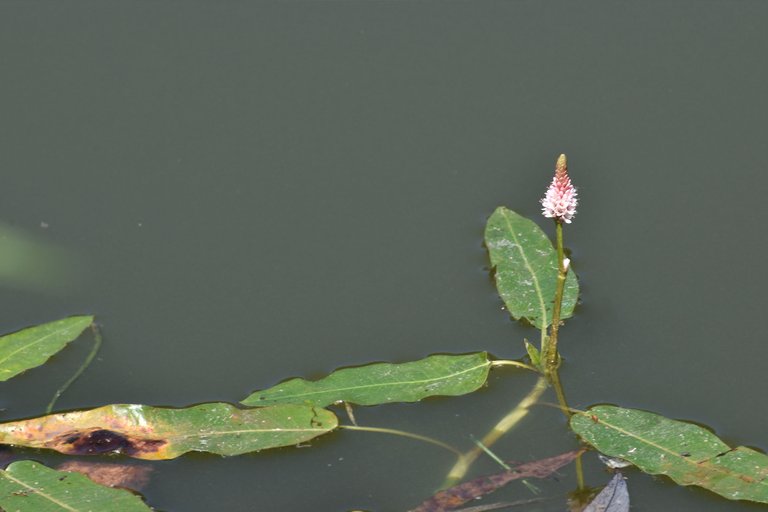 Persicaria amphibia prak pond pl 8.jpg