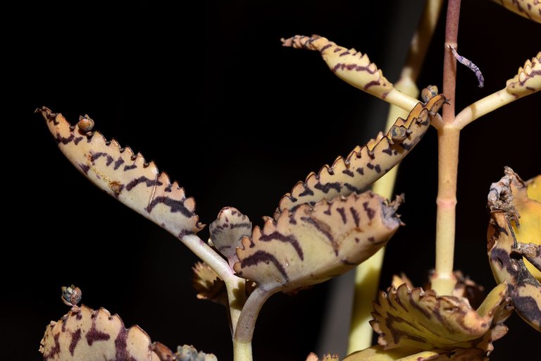 kalanchoe daigremontiana 2023 4.jpg