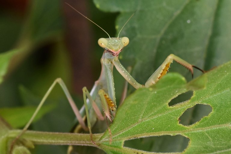 green mantis 10.jpg