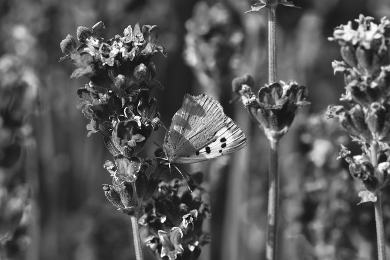 butterfly lavender bw 2.jpg