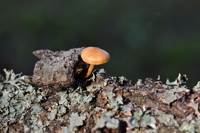Gymnopilus suberis orange mushrooms pt 1.jpg