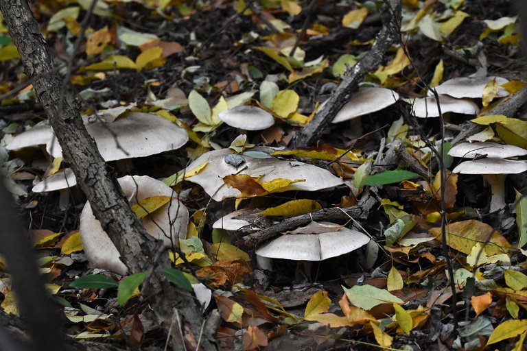 silver mushrooms pl 3.jpg