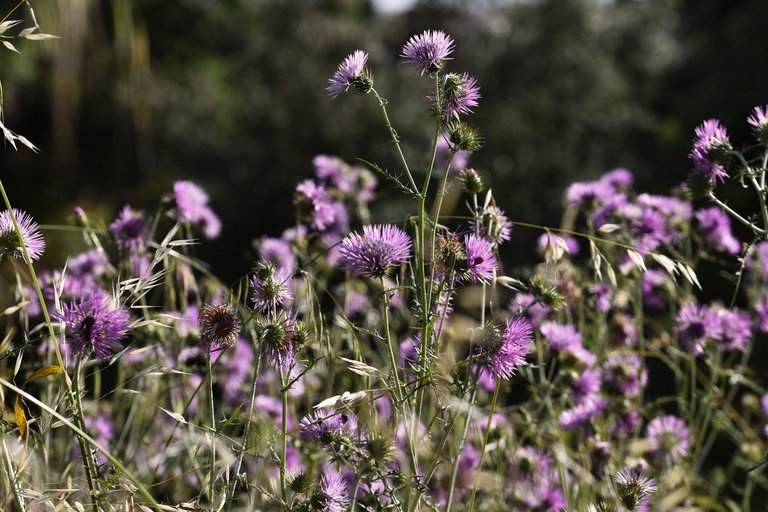 Giant thistle park 1.jpg