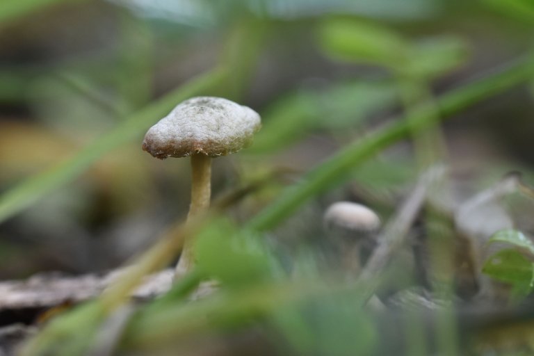 smal misty mushroom park 1.jpg