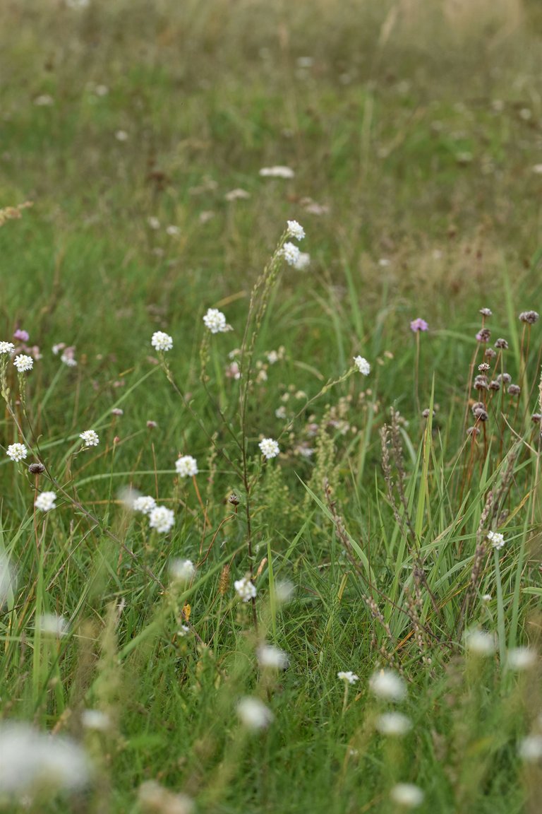 Berteroa incana Hoary alyssum pl 10.jpg