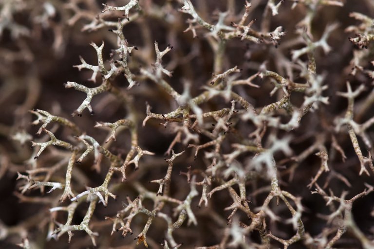 Cladonia rangiferina lichen 6.jpg