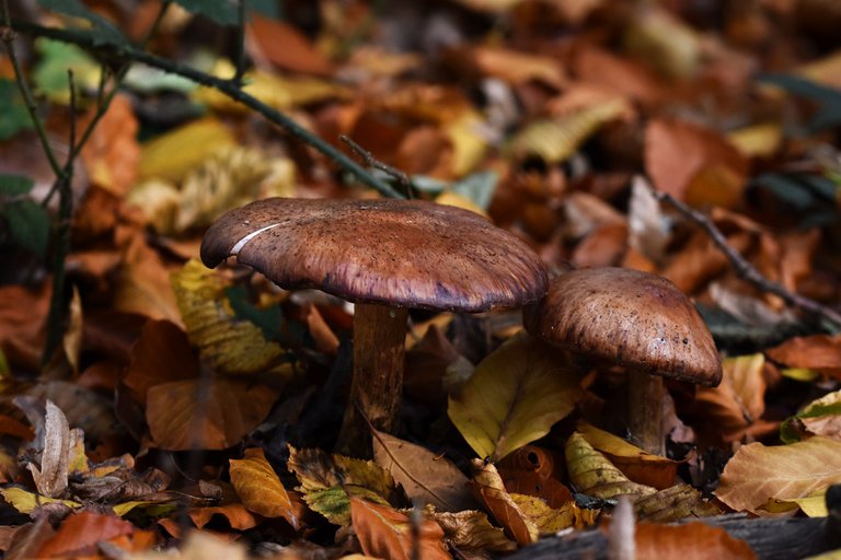 brown mushrooms leaves pl 5.jpg