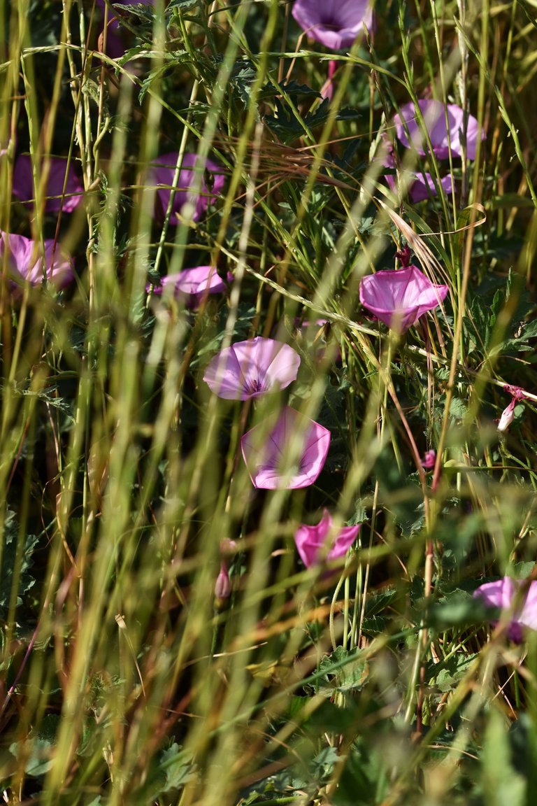 Convolvulus althaeoides pink 15.jpg