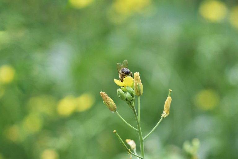 yellow ruccola bee pl 12.jpg