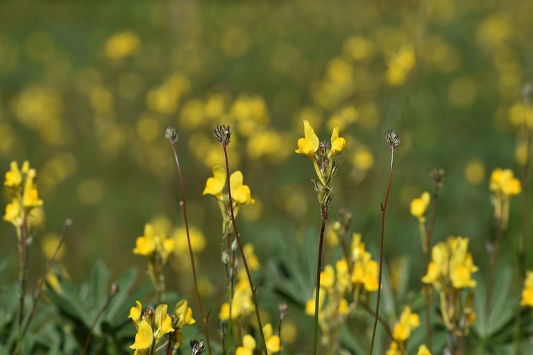 wildflower yellow Linaria viscosa lawn  3.jpg