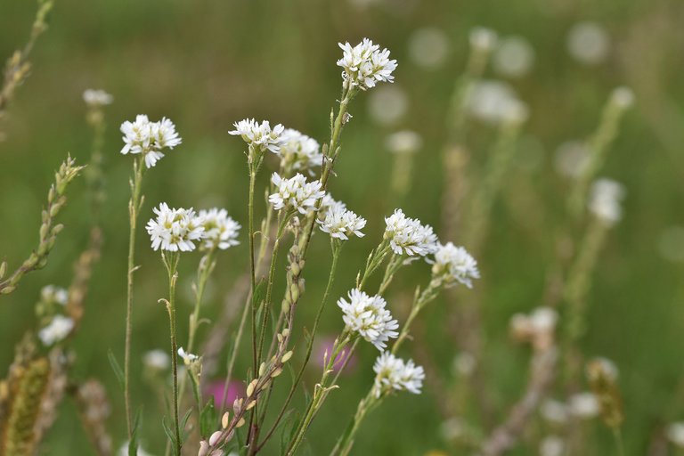 Berteroa incana Hoary alyssum pl 8.jpg