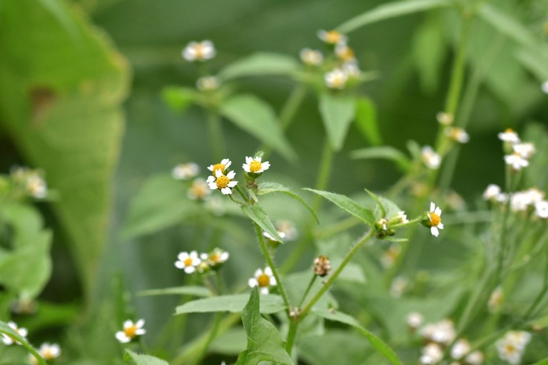 Galinsoga parviflora quickweed pl 1.jpg