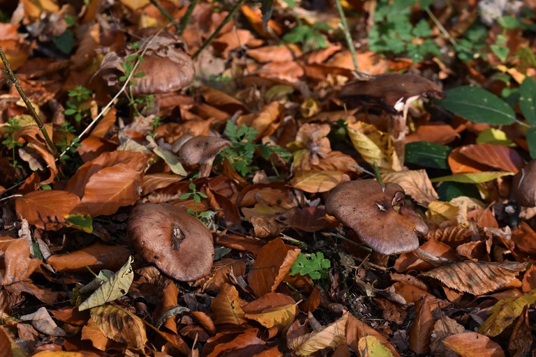 brown mushrooms leaves pl 4.jpg